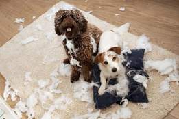 two dogs who have pulled a pillow apart